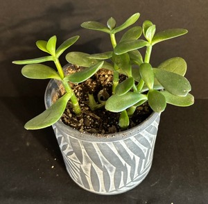 lot 244 image: Pretty Little Plant