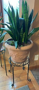 lot 57B image: Two Terrific House Plants with Stands