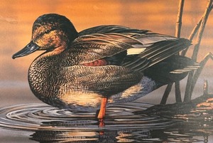 lot 269 image: Drake Gadwall 1995 Minnesota Duck Stamp Limited Edition Print by Bruce Miller