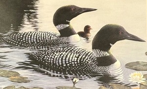 lot 277 image: Wild America Framed Print by Derk Hansen