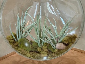 lot 15 image: Decorative Indoor Glass Terrarium
