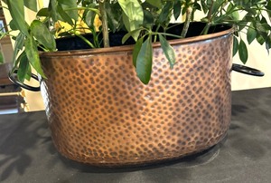 lot 45 image: Beautiful House Plant and Planter