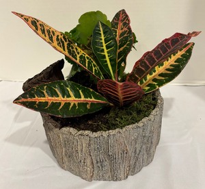 lot 113 image: Pretty House Plant