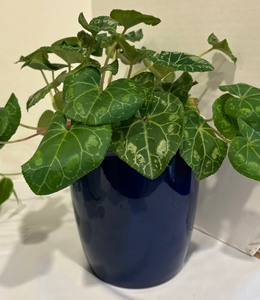 lot 122 image: Three Live House Plants