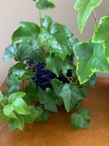 lot 111A image: Two Beautiful Faux Plants in Pretty Pots