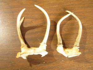 Set of (2) antlers not mounted...