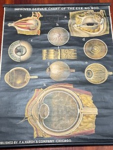 lot 50 image: Antique F.A. & Hardy Co Improved Gervais Chart of the Eye  Antique F.A. & Hardy Co Eye Chart