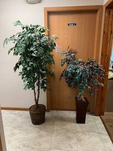 lot 376 image: 2 Faux Ficus Trees