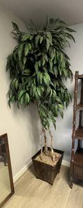 lot 422 image: Ficus Tree 8 Tall