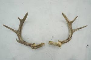 lot 95 image: Pair of Deer Antlers