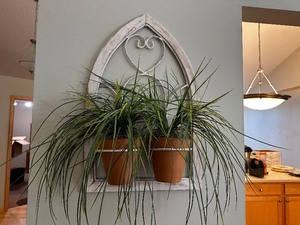 lot 17 image: Hanging Wall Art Plant Holder