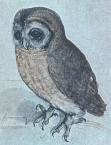 lot 226 image: The Little Owl Framed Print by Albrecht Durer