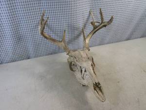 lot 174 image: (H-2) Deer Skull and Antlers...