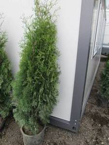 Arborvitae tree. 6 tall...
