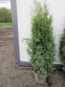 Arborvitae tree. 6 tall...