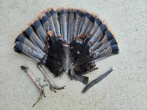 lot 89 image: Turkey Tail, Legs and Beard For Mount