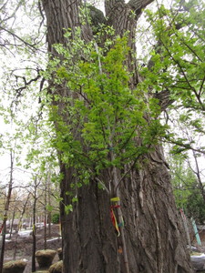 lot 3 image: Autumn Blaze Maple, B&B