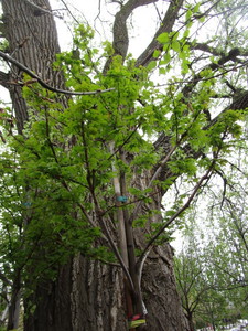 lot 4 image: Autumn Blaze Maple, B&B