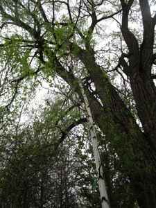 lot 5 image: Whitespire Birch, B&B