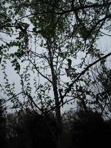 lot 6 image: Whitespire Birch, B&B