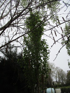 lot 7 image: Parkland Pillar Birch, B&B