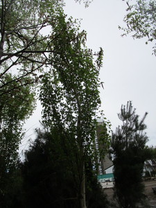 lot 8 image: Parkland Pillar Birch, B&B