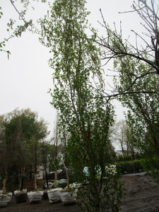 lot 9 image: Parkland Pillar Birch, B&B