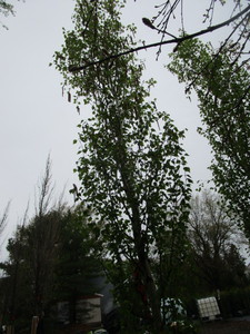 lot 11 image: Parkland Pillar Birch, B&B