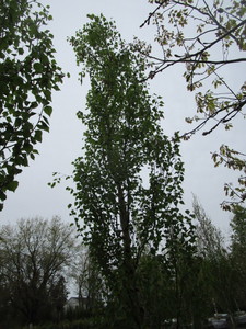 lot 12 image: Parkland Pillar Birch, B&B