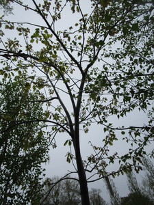 lot 13 image: Northern Pin Oak, B&B