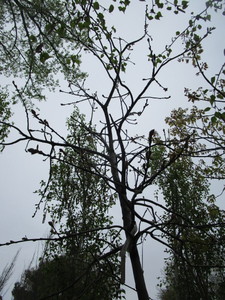 lot 14 image: Northern Pin Oak, B&B