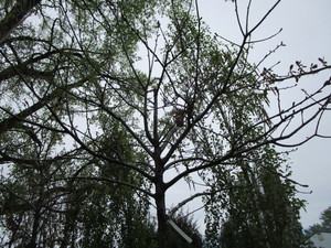 lot 16 image: Northern Pin Oak, B&B