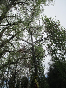 lot 17 image: Northern Pin Oak, B&B