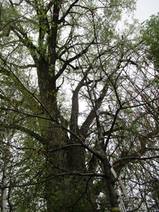 lot 18 image: Northern Pin Oak, B&B