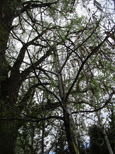 lot 19 image: Northern Pin Oak, B&B