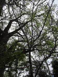 lot 20 image: Northern Pin Oak, B&B