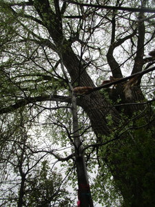 lot 21 image: Northern Pin Oak, B&B