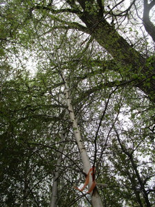 lot 22 image: Whitespire Birch, B&B