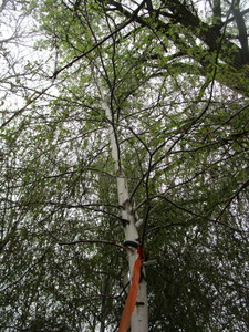 lot 23 image: Whitespire Birch, B&B