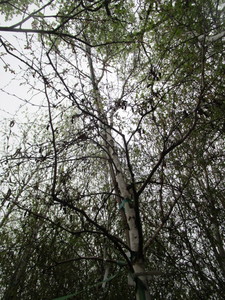 lot 24 image: Whitespire Birch, B&B