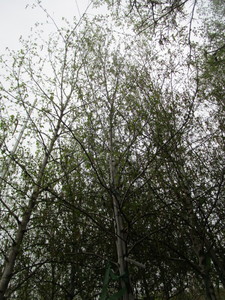 lot 25 image: Whitespire Birch, B&B
