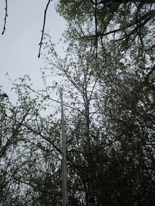 lot 26 image: Whitespire Birch, B&B