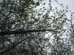 lot 27 image: Whitespire Birch, B&B