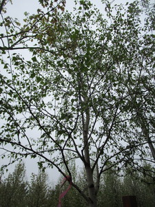 lot 28 image: Whitespire Birch, B&B