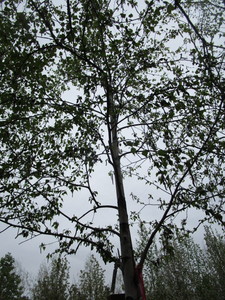 lot 29 image: Whitespire Birch, B&B