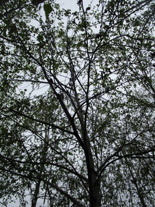 lot 30 image: Whitespire Birch, B&B