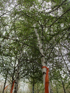 lot 34 image: Whitespire Birch, B&B