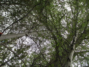 lot 35 image: Whitespire Birch, B&B