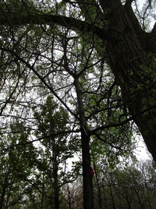 lot 36 image: Northern Pin Oak, B&B
