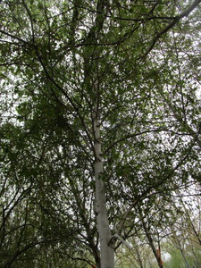 lot 38 image: Whitespire Birch, B&B